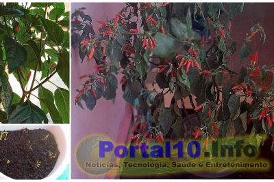 Pepper plant: How to plant and harvest beautiful peppers at home