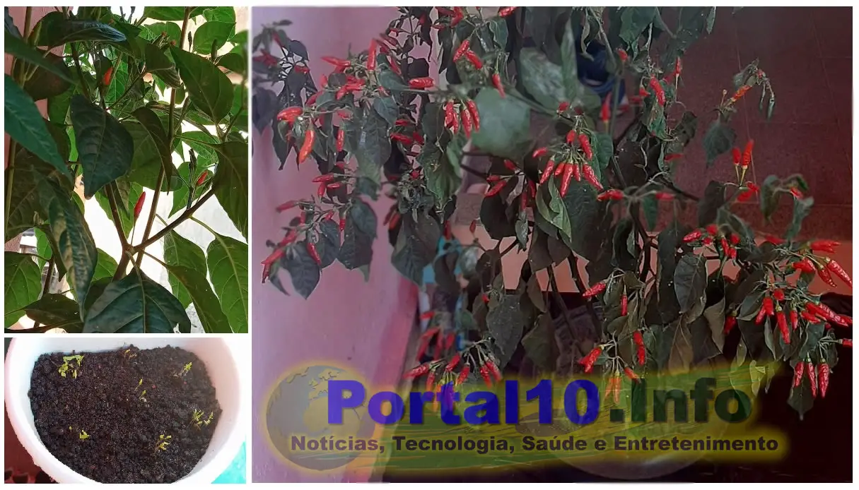 pimenteira grande Pimenteira: Como plantar e colher lindas pimentas em casa