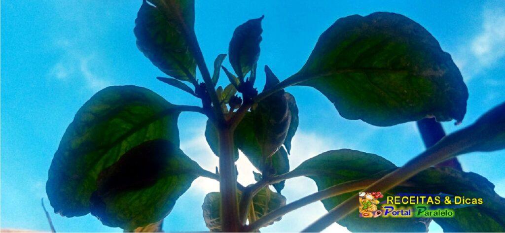 planta murcha