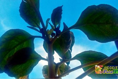 Plants with withered and wrinkled leaves: Disease, Fungus, Bug?